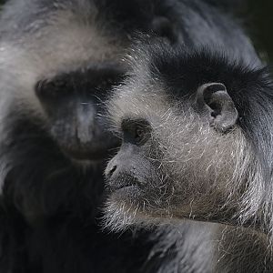 Marginated tortoise mating