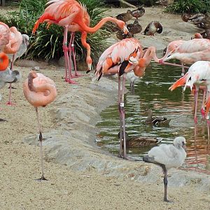 Baby flamingo