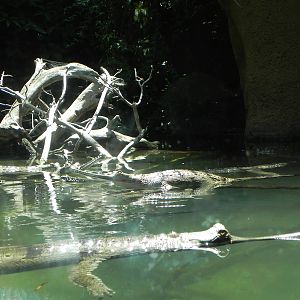 New gharials
