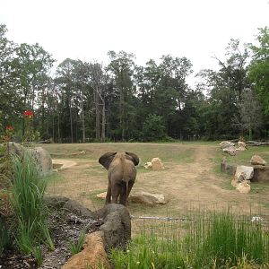 Trails of Africa - Elephant Exhibit