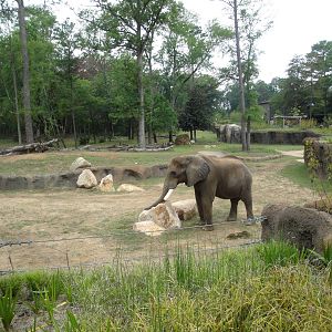 Trails of Africa - Elephant Exhibit