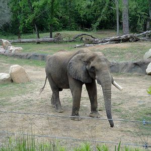 Trails of Africa - Elephant Exhibit
