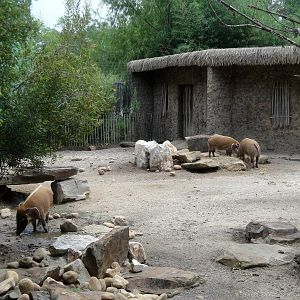 Trails of Africa - Red River Hog Exhibit