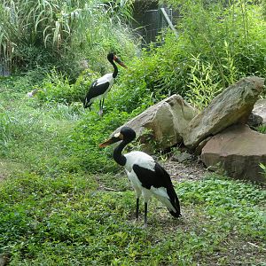 Trails of Africa - Saddle-billed Storks