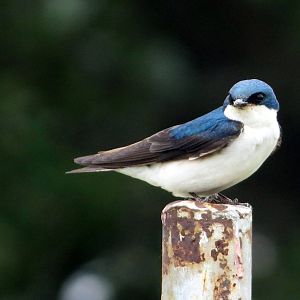 Tree Swallow