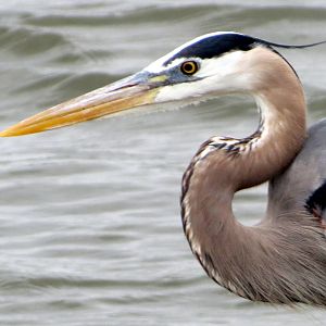 Great Blue Heron