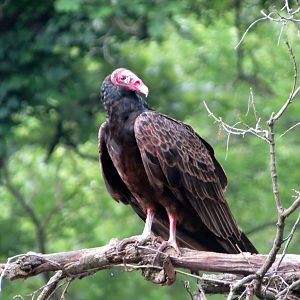 Turkey Vulture