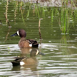 Blue-winged Teals