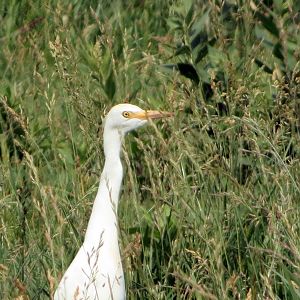 Cattle Egret