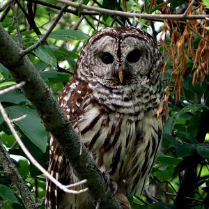 Barred Owl