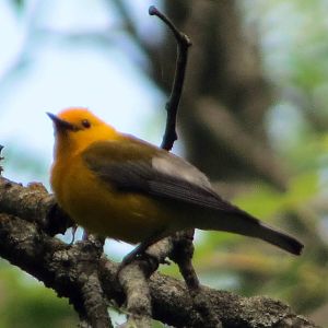 Prothonotary Warbler