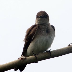 Northern Rough-winged Swallow