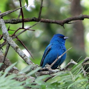 Indigo Bunting