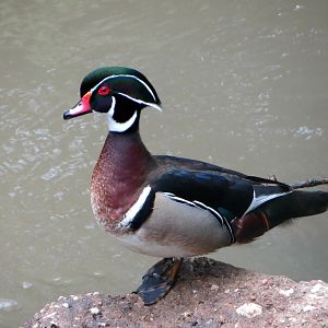 Wood Duck