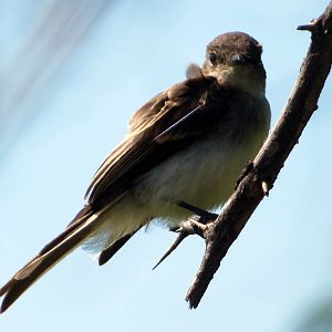 Eastern Phoebe