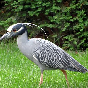 Yellow-crowned Night Heron