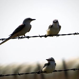 Scissor-tailed Flycatcher