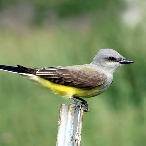 Western Kingbird