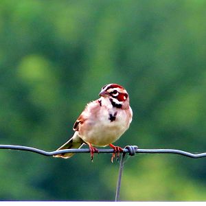 Lark Sparrow