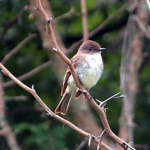 Eastern Phoebe
