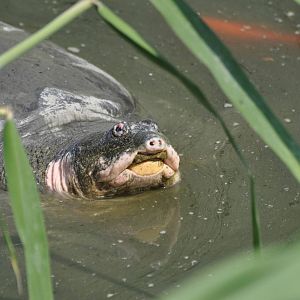 Yangtze giant softshell turtle/ Rafetus swinhoei