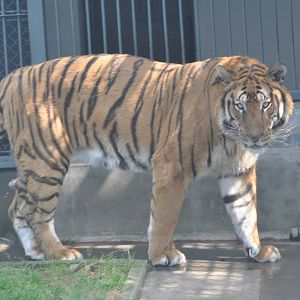 Chinese tiger/ Panthera tigris amoyensis