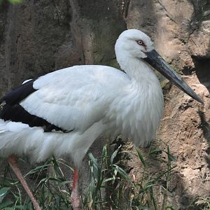 Oriental white stork/ Ciconia boyciana