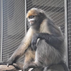 Gray snub-nosed monkey/ Rhinopithecus brelichi