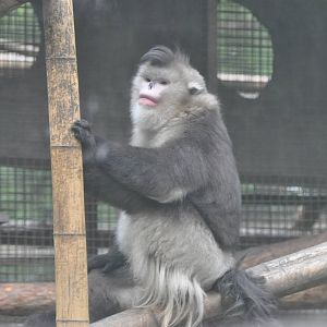 Black snub-nosed monkey/ Rhinopithecus bieti