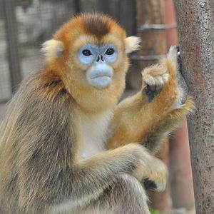 Chinese snub-nosed monkey/ Rhinopithecus roxellana