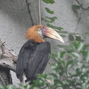 Blyth`s hornbill/ Rhyticeros plicatus