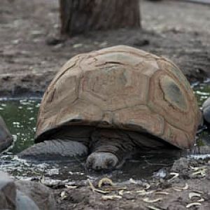 Summer Safari Nights, June 22, 2012