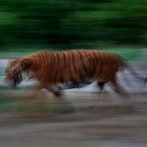 Summer Safari Nights, June 22, 2012