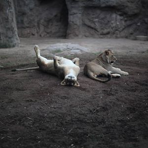 Summer Safari Nights, June 22, 2012