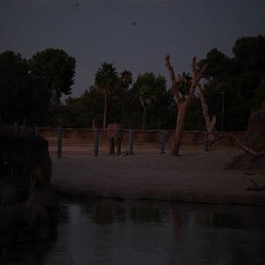 Summer Safari Nights, June 22, 2012