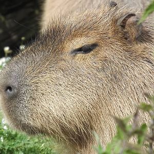 Capybara at Blackpool Zoo 17/06/12