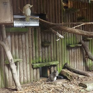 Long Nosed Potoroo and Western Billed Corella at Blackpool Zoo 17/06/12