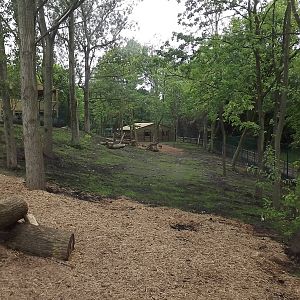Iberian Wolf exhibit at Blackpool Zoo 17/06/12