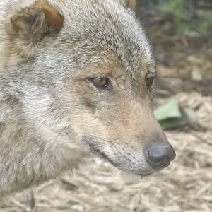Iberian Wolf at Blackpool Zoo 17/06/12
