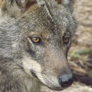 Iberian Wolf at Blackpool Zoo 17/06/12