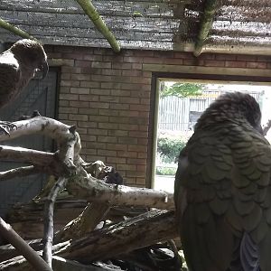 Kea pair at Blackpool Zoo 17/06/12