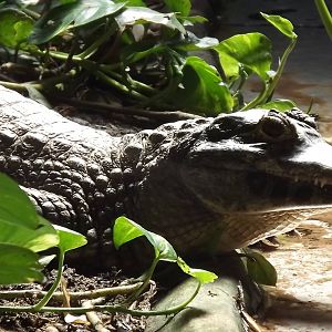 Yacare Caiman at Blackpool Zoo 17/06/12