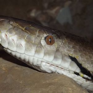 Reticulated Python at Blackpool Zoo 17/06/12