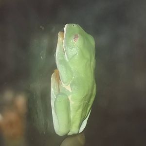 Red Eyed Tree Frog at Blackpool Zoo 17/06/12