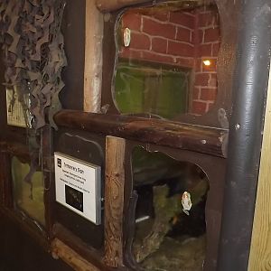 Self labeling Red Eyed Tree Frogs at Blackpool Zoo 17/06/12