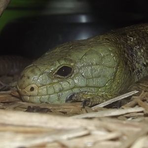 Prehensile Tailed Skink at Blackpool Zoo 17/06/12