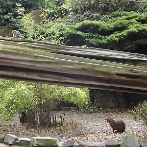 Amazonia at Blackpool Zoo 17/06/12