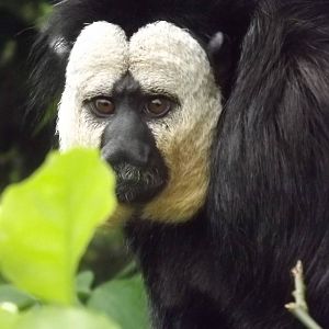 White-Faced Saki at Blackpool Zoo 17/06/12