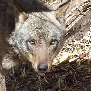 Iberian Wolf at Blackpool Zoo 17/06/12