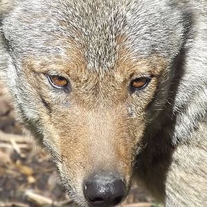 Iberian Wolf at Blackpool Zoo 17/06/12